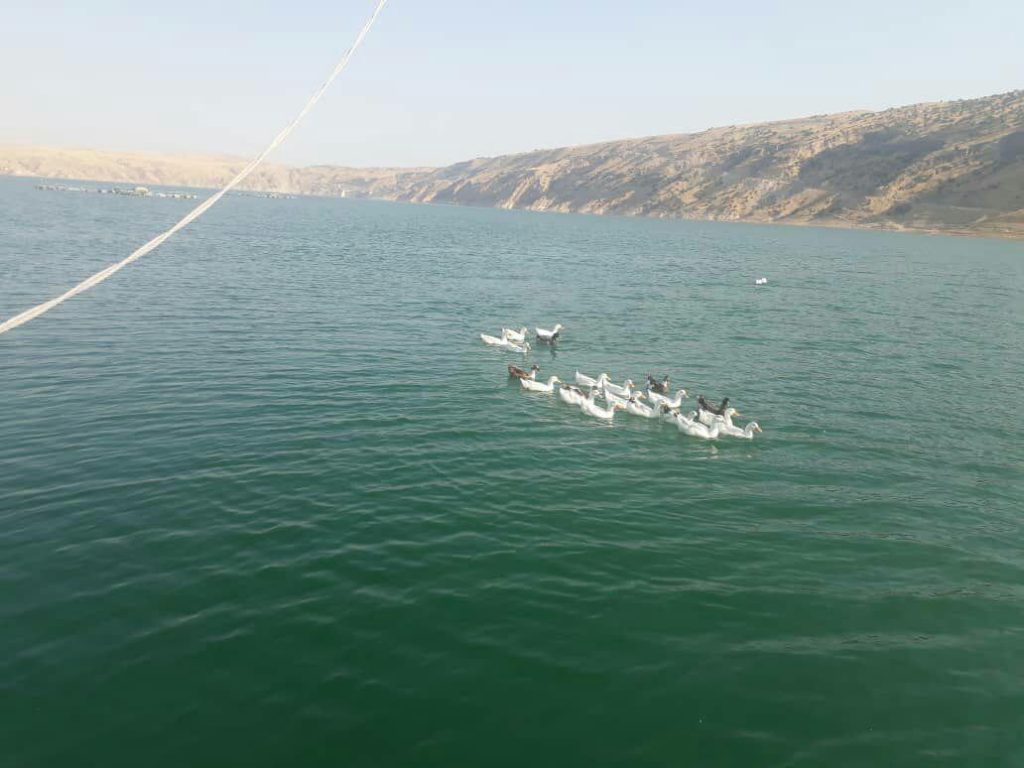 بازدید معاون مجری توسعه پرورش ماهی شیلات ایران ازپرورش دهندگان ماهی در قفس رماوند بساط بیگی