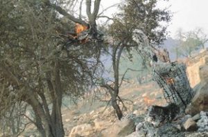 مدیرکل منابع طبیعی لرستان: آتش سوزی جنگ‌های کوهدشت اطفا شد/عوامل انسانی سرمایه ملی را به آتش کشیدند
