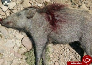 شکارچیان غیرمجاز گراز وحشی در کوهدشت دستگیر شدند