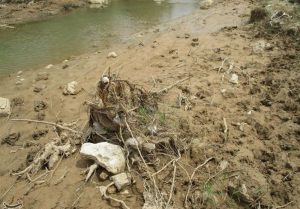 سیلاب به ۴۰۰ هکتار از باغات بخش کوهنانی کوهدشت خسارت زد