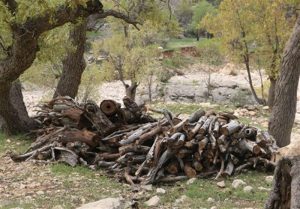 قطع درختان بلوط در منطقه کرکی پلدخترعاملان ان  دستگیر شدند