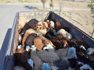 توقیف کامیونت حامل گوسفند قاچاق در کوهدشت