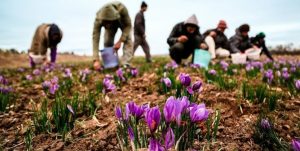 تولید ۱۲۰۰ کیلوگرم زعفران در لرستان