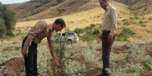 اجرای طرح توسعه باغات در ۱۲۹۶ هکتار از اراضی شیب‌دار لرستان