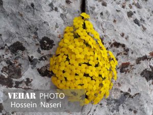 گزارش تصویری: گل های صخره ای رشته کوه زاگرس