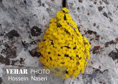 گزارش تصویری: گل های صخره ای رشته کوه زاگرس