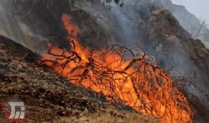 آتش‌سوزی در «چم‌گز» پلدختر برای پنجمین بار