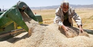 خرید ۱۲۰ هزار تن گندم از کشاورزان لرستانی/ واریز پول به حساب گندمکاران