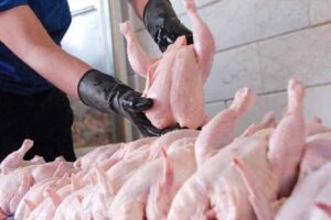 قیمت هر کیلو مرغ گرم در لرستان ۲۴ هزارتومان عرضه می شود
