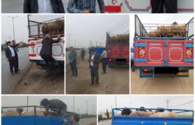کشف و ضبط تعداد ۵ کامیون و تعداد ۲۴۰ راس دام مولد در شهرستان کوهدشت