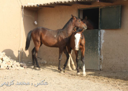 گزارش تصویری:ظرفیت بالای کوهدشت برای پرورش اسب