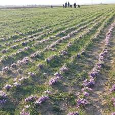 کوهدشت بیشترین میزان تولید زعفران در لرستان دارد