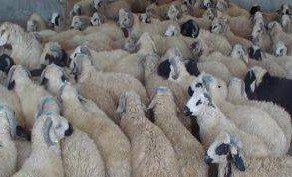 کشف ۶۰ راس گوسفند قاچاق و توقیف یک دستگاه کامیون در  شهرستان رومشکان