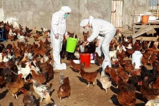 آغاز طرح واکسیناسیون رایگان طیور بومی در استان لرستان