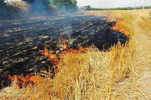کشاورزان از آتش زدن کاه و کلش خودداری کنند