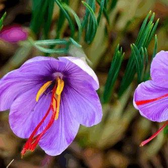 سود ۹۰ درصدی دلال‌ها از زعفران تولیدی لرستان