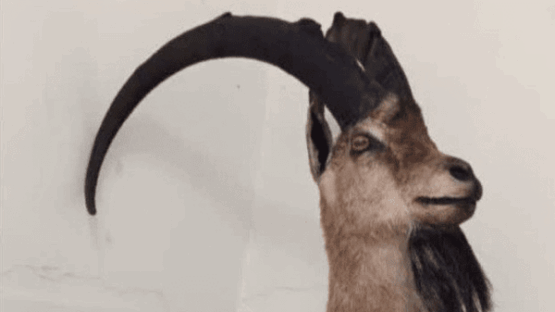 کشف تاکسیدرمی بز کوهی در خرم‌آباد